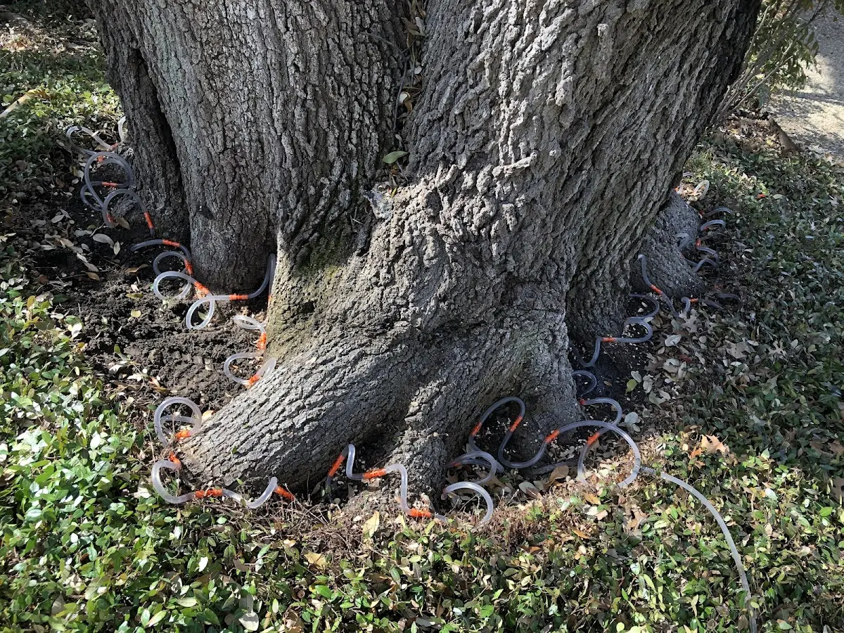 Detailed Tree Cabling and Bracing job site in Washington Grove