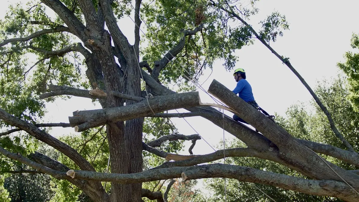 Professional Crown Thinning performed by certified arborists in Washington Grove