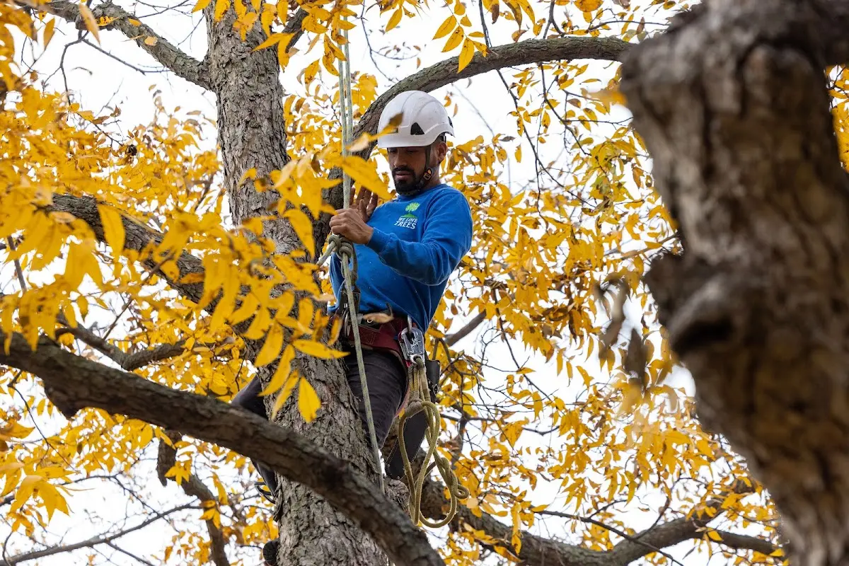 Skilled Storm Damage Cleanup crew working in Washington Grove