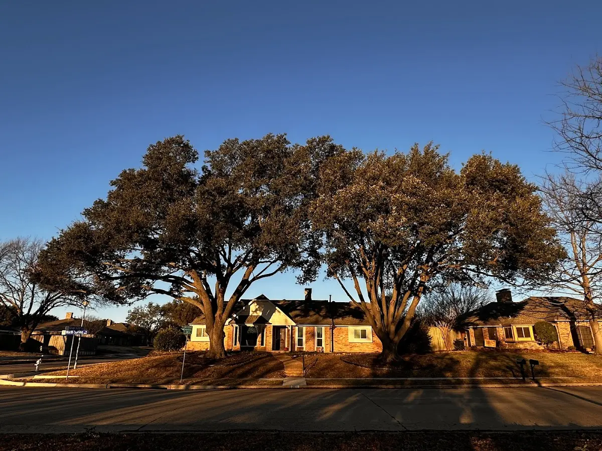 Established residential canopy tree shading a home in Washington Grove